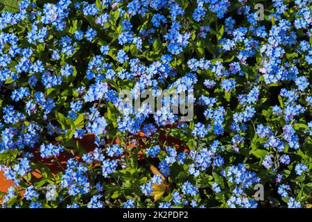 Nahaufnahme von wunderschönem Lila, vergiss mich nicht Blumen, die sich langsam im Wind bewegen. Stockfoto