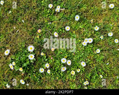 Weißer Gänseblümchen im blumigen Sommerhintergrund. Leucanthemum vulgare. Blühende Kamille und Gartenkonzept in einer wunderschönen Naturszene mit blühenden Gänseblümchen Stockfoto