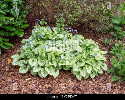 Sibirische Hochglanz-Pflanze, Brunnera macrophylla, in voller Blüte Stockfoto