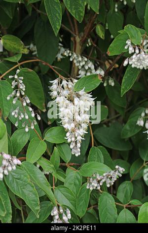 Einblütige Deutzia scabra panicle of white flowers Stockfoto