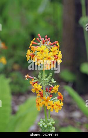 Gelbe und orangefarbene Kerzenleuchter in Nahaufnahme Stockfoto