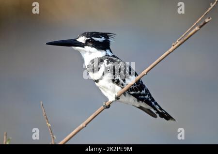 Ein Rattenkönigsfischer am Chobe River in Botswana Stockfoto