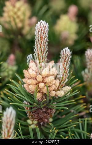 Details der Blüten der Zwergkiefer mit Pollen und Piniennadeln Stockfoto