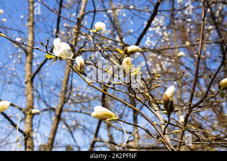 Blühende weiße Magnolia kobus Blume im Frühling aus der Nähe Stockfoto