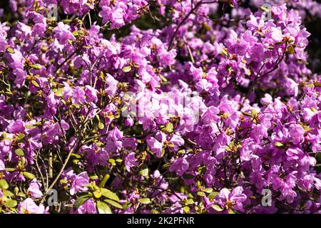 Im botanischen Garten wachsen und blühen rosa Rhododendronblüten Stockfoto