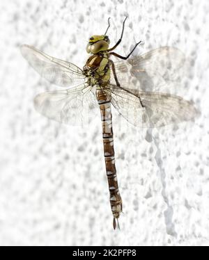 Libelle. Sehr detaillierte Nahaufnahme eines großen Insekts. Stockfoto