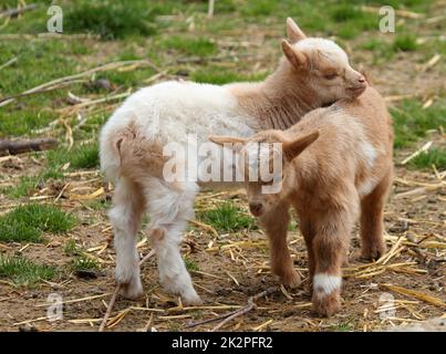 Zwei niedliche Ziegen auf einem Bauernhof kuscheln draußen miteinander Stockfoto