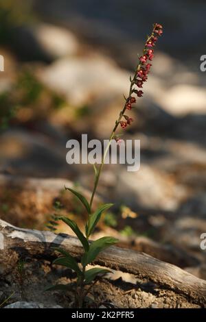 Dunkelrotes Helleborine, Epipactis atrorubens im Schatten eines hellen Waldes Stockfoto