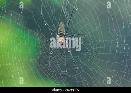 Golden Orb-Weaver Spider Knit große Fasern entlang der vertikalen Linie zwischen den Bäumen. Das Weibchen hat eine Größe von 40-50 mm. Stockfoto