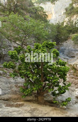 Sehr alter wilder Hibiskusbonsai in der Provence, Frankreich Stockfoto