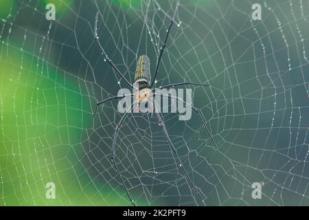 Golden Orb-Weaver Spider Knit große Fasern entlang der vertikalen Linie zwischen den Bäumen. Das Weibchen hat eine Größe von 40-50 mm. Stockfoto