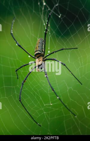 Golden Orb-Weaver Spider Knit große Fasern entlang der vertikalen Linie zwischen den Bäumen. Das Weibchen hat eine Größe von 40-50 mm. Stockfoto