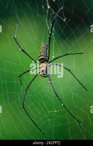 Golden Orb-Weaver Spider Knit große Fasern entlang der vertikalen Linie zwischen den Bäumen. Das Weibchen hat eine Größe von 40-50 mm. Stockfoto