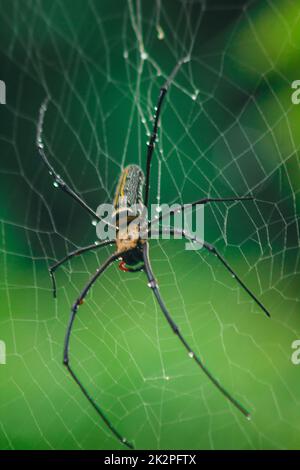 Golden Orb-Weaver Spider Knit große Fasern entlang der vertikalen Linie zwischen den Bäumen. Das Weibchen hat eine Größe von 40-50 mm. Stockfoto