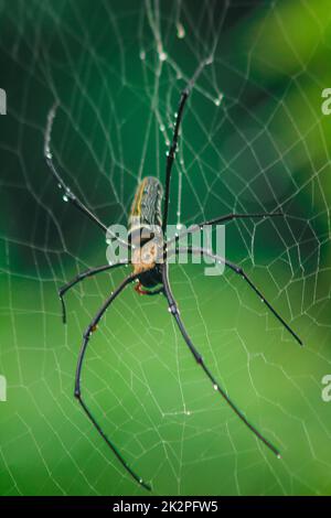 Golden Orb-Weaver Spider Knit große Fasern entlang der vertikalen Linie zwischen den Bäumen. Das Weibchen hat eine Größe von 40-50 mm. Stockfoto