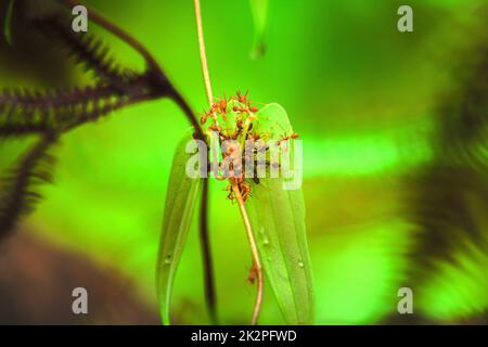 Rote Ameise auf den Blättern im Naturwald Stockfoto