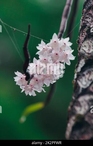 Die kleinen Dendrobium-Blüten mit Lippen sind hellrosa. Blumen in einen Strauß gibt es nur im südlichen Teil Thailands, einige Provinzen sind eine Orchidee, die schwer zu finden ist Stockfoto