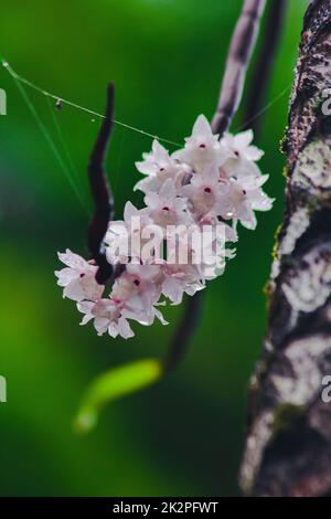 Die kleinen Dendrobium-Blüten mit Lippen sind hellrosa. Blumen in einen Strauß gibt es nur im südlichen Teil Thailands, einige Provinzen sind eine Orchidee, die schwer zu finden ist Stockfoto