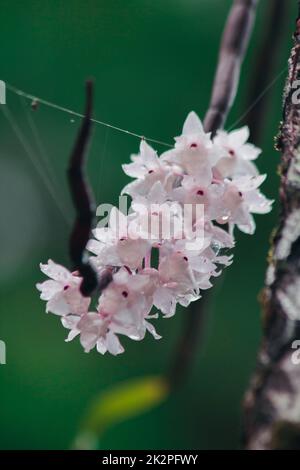 Die kleinen Dendrobium-Blüten mit Lippen sind hellrosa. Blumen in einen Strauß gibt es nur im südlichen Teil Thailands, einige Provinzen sind eine Orchidee, die schwer zu finden ist Stockfoto