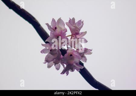 Die kleinen Dendrobium-Blüten mit Lippen sind hellrosa. Blumen in einen Strauß gibt es nur im südlichen Teil Thailands, einige Provinzen sind eine Orchidee, die schwer zu finden ist Stockfoto