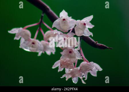 Die kleinen Dendrobium-Blüten mit Lippen sind hellrosa. Blumen in einen Strauß gibt es nur im südlichen Teil Thailands, einige Provinzen sind eine Orchidee, die schwer zu finden ist Stockfoto