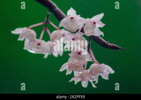 Die kleinen Dendrobium-Blüten mit Lippen sind hellrosa. Blumen in einen Strauß gibt es nur im südlichen Teil Thailands, einige Provinzen sind eine Orchidee, die schwer zu finden ist Stockfoto