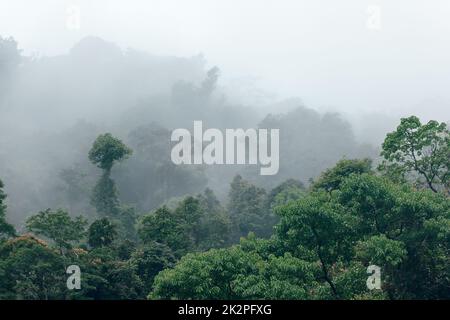 Wald in der Natur während der Regenzeit Stockfoto