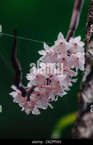 Die kleinen Dendrobium-Blüten mit Lippen sind hellrosa. Blumen in einen Strauß gibt es nur im südlichen Teil Thailands, einige Provinzen sind eine Orchidee, die schwer zu finden ist Stockfoto