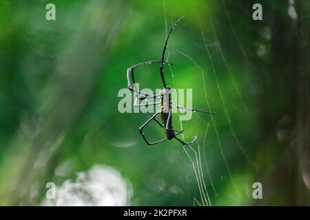 Golden Orb-Weaver Spider Knit große Fasern entlang der vertikalen Linie zwischen den Bäumen. Das Weibchen hat eine Größe von 40-50 mm. Stockfoto