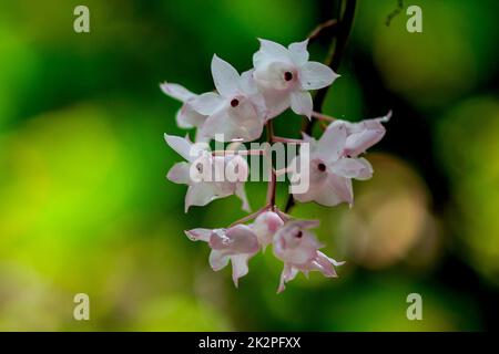 Die kleinen Dendrobium-Blüten mit Lippen sind hellrosa. Blumen in einen Strauß gibt es nur im südlichen Teil Thailands, einige Provinzen sind eine Orchidee, die schwer zu finden ist Stockfoto