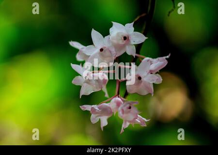 Die kleinen Dendrobium-Blüten mit Lippen sind hellrosa. Blumen in einen Strauß gibt es nur im südlichen Teil Thailands, einige Provinzen sind eine Orchidee, die schwer zu finden ist Stockfoto