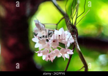 Die kleinen Dendrobium-Blüten mit Lippen sind hellrosa. Blumen in einen Strauß gibt es nur im südlichen Teil Thailands, einige Provinzen sind eine Orchidee, die schwer zu finden ist Stockfoto