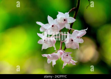 Die kleinen Dendrobium-Blüten mit Lippen sind hellrosa. Blumen in einen Strauß gibt es nur im südlichen Teil Thailands, einige Provinzen sind eine Orchidee, die schwer zu finden ist Stockfoto