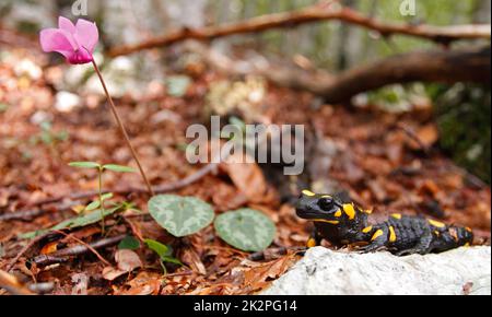 Feuersalamander - Salamandra salamandra - aus nächster Nähe in einer natürlichen Lebensraumlandschaft des Bergwaldes Stockfoto