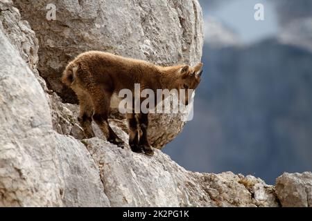 Steinbock - Capra Steinbock - Baby in den Bergen des Triglav Nationalparks, Slowenien Stockfoto