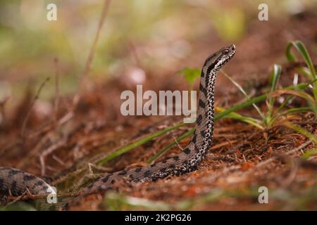 Schöne männliche gewöhnliche europäische Adder, die ihren Kopf im Wald hebt - Vipera berus Stockfoto