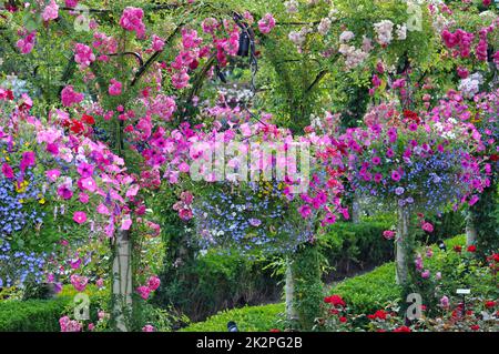 Farbenfrohe Petunien-Pflanzmaschinen Stockfoto