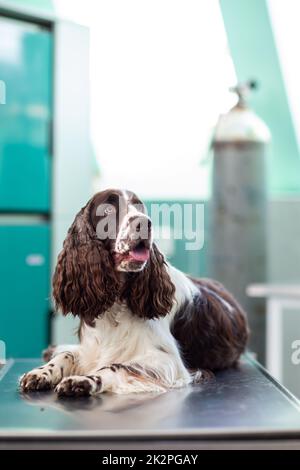 Kranker Hund, der von einem Tierarzt in einer Tierarztklinik untersucht wird Stockfoto