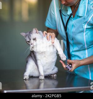 Krankenkatze, die von einem Tierarzt in einer Tierarztklinik untersucht wird Stockfoto