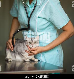 Krankenkatze, die von einem Tierarzt in einer Tierarztklinik untersucht wird Stockfoto