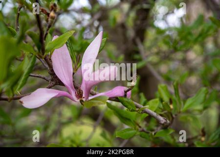 Rosafarbene Magnolienblüte auf grünem Baumzweig-Bokeh-Hintergrund Stockfoto