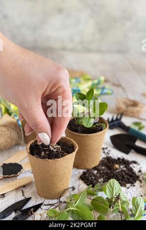 Manuelles Pflanzen von Samen in biologisch abbaubaren Töpfen in der Nähe von Gartengeräten. Gartenarbeit im Innenbereich, Keimung von Kräutersamen Stockfoto