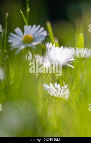 Ein Haufen wunderschöner Gänseblümchen mit fliegendem Insekt in einem idyllischen Garten mit grünem Gras und verschwommenem Hintergrund zeigt die Gartenliebe in Stadtparks eine gesunde Umgebung im Frühlingssommer Stockfoto