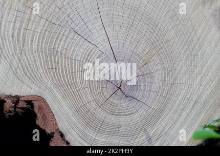 Bäume aus Bauholz nach der Entwaldung geschnitten, die als Holzhaufen gestapelt sind, zeigen jährlich das Alter der Bäume für die Holzindustrie als nachhaltige Ressourcen Holzkadaver Stockfoto