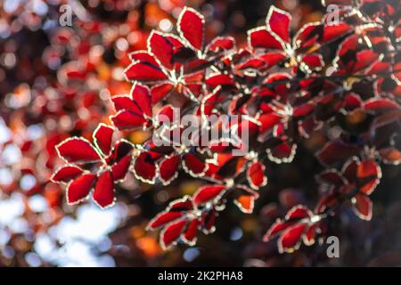 Die bunten Blätter einer Kupferbuche im Herbst leuchten im Hintergrundlicht hell und zeigen ihre Blattvenen im Sonnenlicht mit orangefarbenen roten Gelbtönen als schöne Seite der Natur Stockfoto