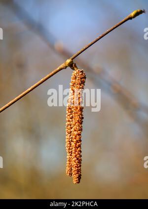 Die Samen, die Blüten der Haselnüsse. Ein Haselbusch im Frühling. Stockfoto