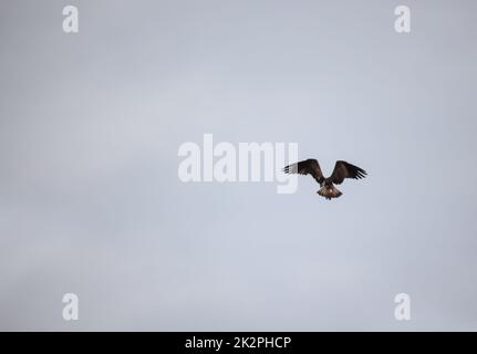 Ein Fischadler über einem See. Die Siluette eines Fischadlers am Himmel. Stockfoto