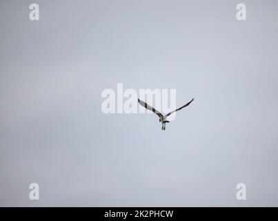 Ein Fischadler über einem See. Die Siluette eines Fischadlers am Himmel. Stockfoto