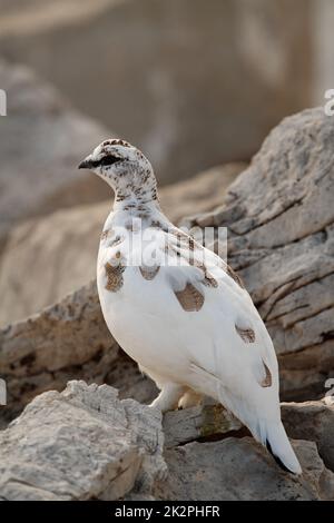 Rock Ptarmigan - lagopus muta - in den österreichischen Alpen Stockfoto