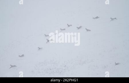 Eine Gruppe von Chamoisen am eiskalten Wintertag, die durch den Schnee in den österreichischen Alpen laufen Stockfoto